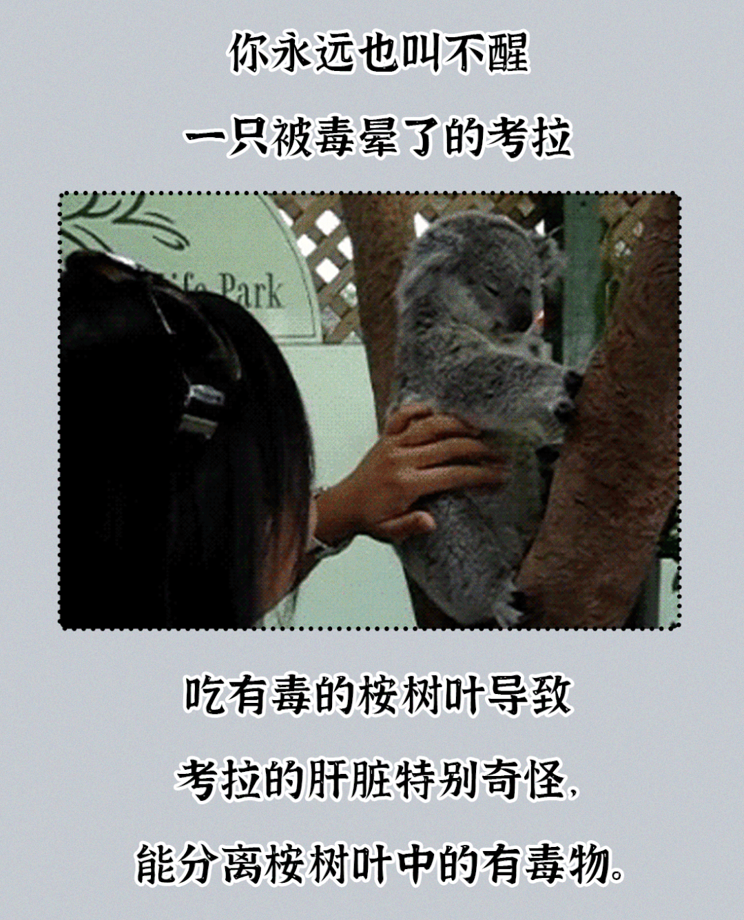吃屎長大，一生嗑“毒”，這么萌的動物卻這么慘？