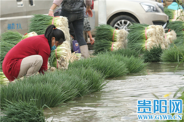 Guiyang: The person is diligent spring come early, green " sweet " the right season or time