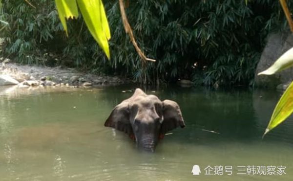 印度男子把炸药塞进菠萝后喂给怀孕野象，野象吃后站着死去