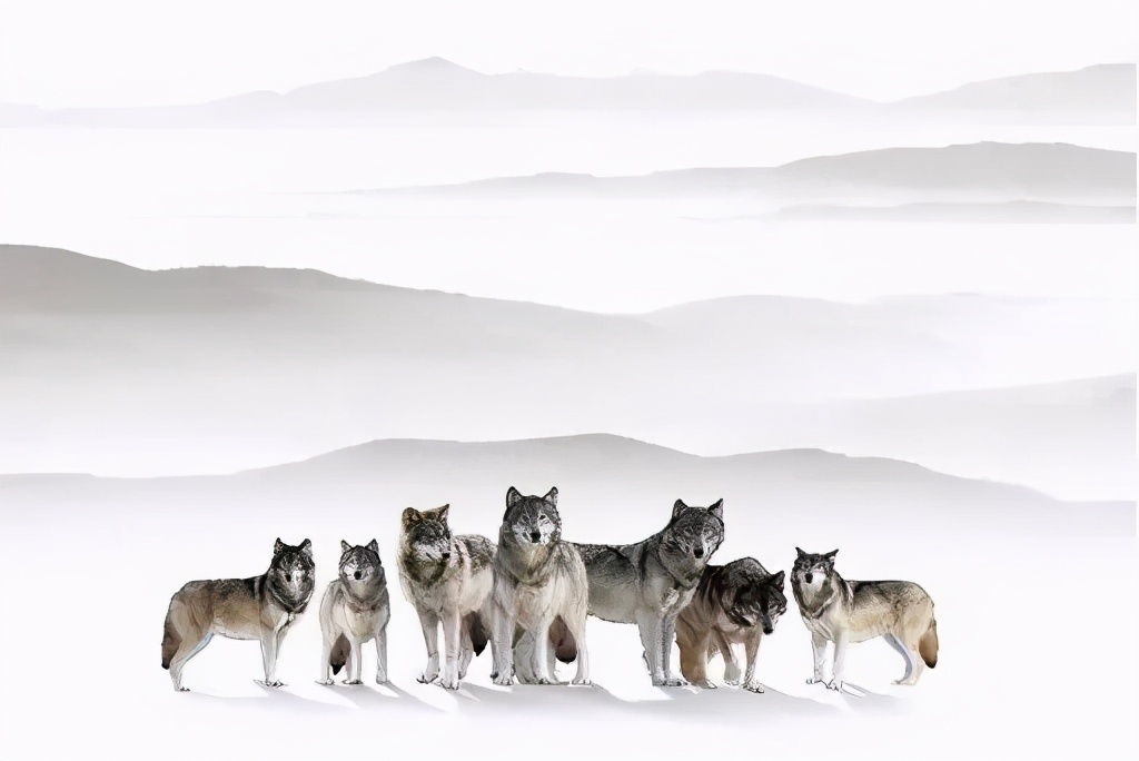 七匹狼系资本布局所投企业累计上市19家