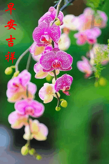早上好动态图片带字和鲜花 早上好图片大全图片
