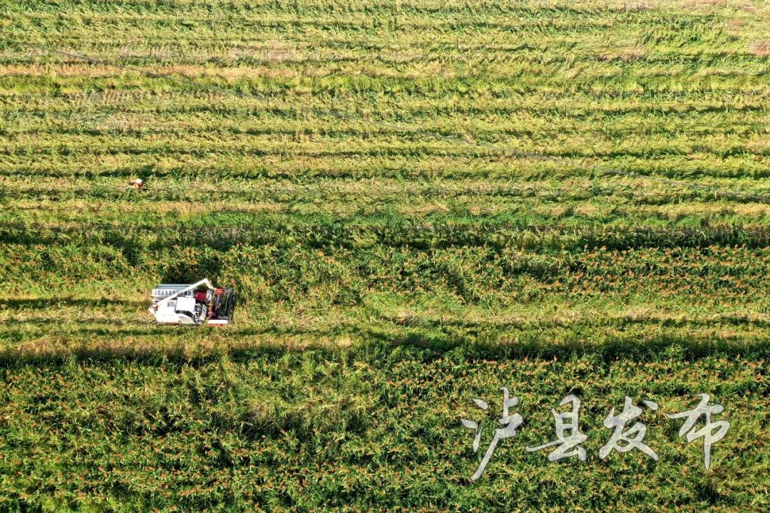 高粱红了！稻子黄了！泸州田野“丰”景如画~