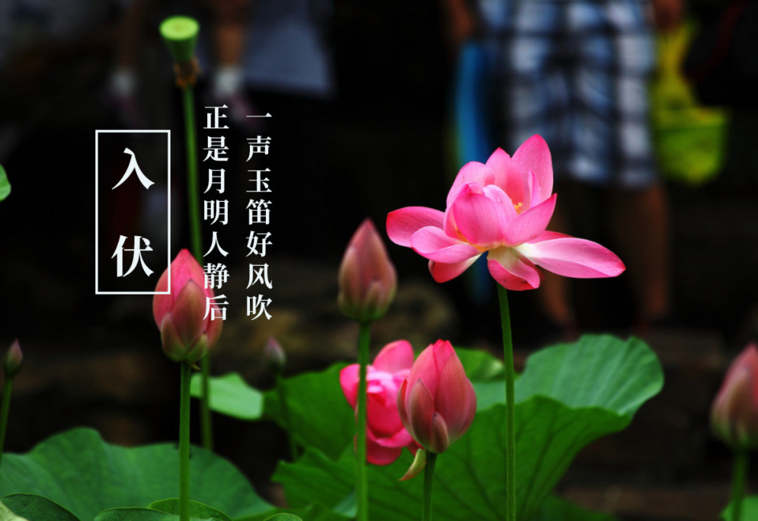 今夏入伏，你知道古人写了哪些有关三伏的诗？-第12张图片-非凡网