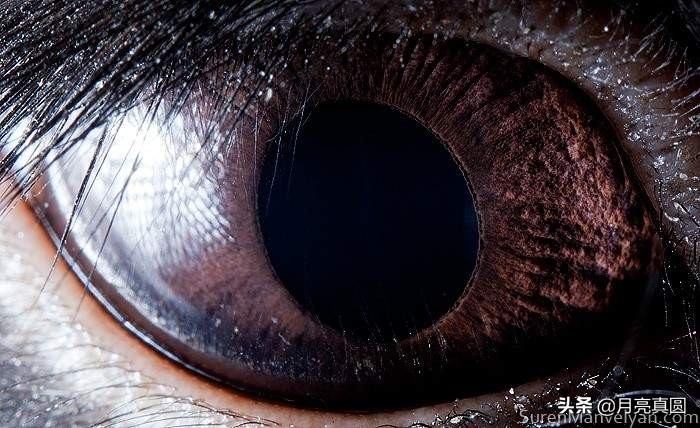 亚美尼亚摄影师的镜头下奇妙的动物眼睛