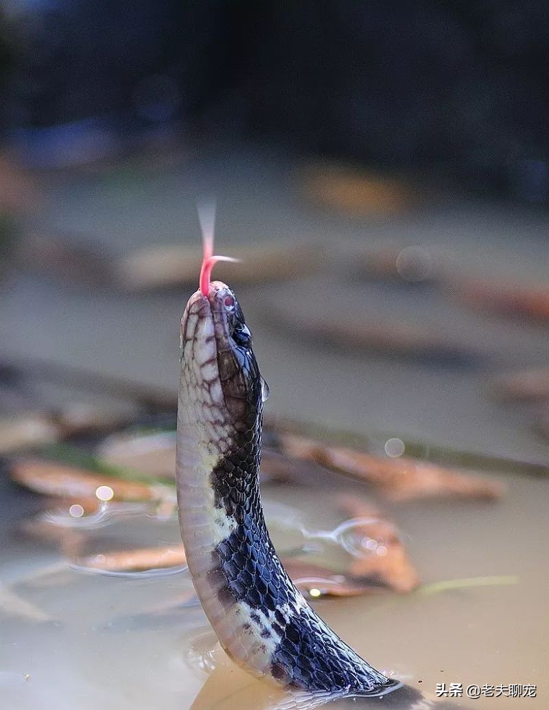 200,000 people are bitten by poisonous snakes every year! Do you