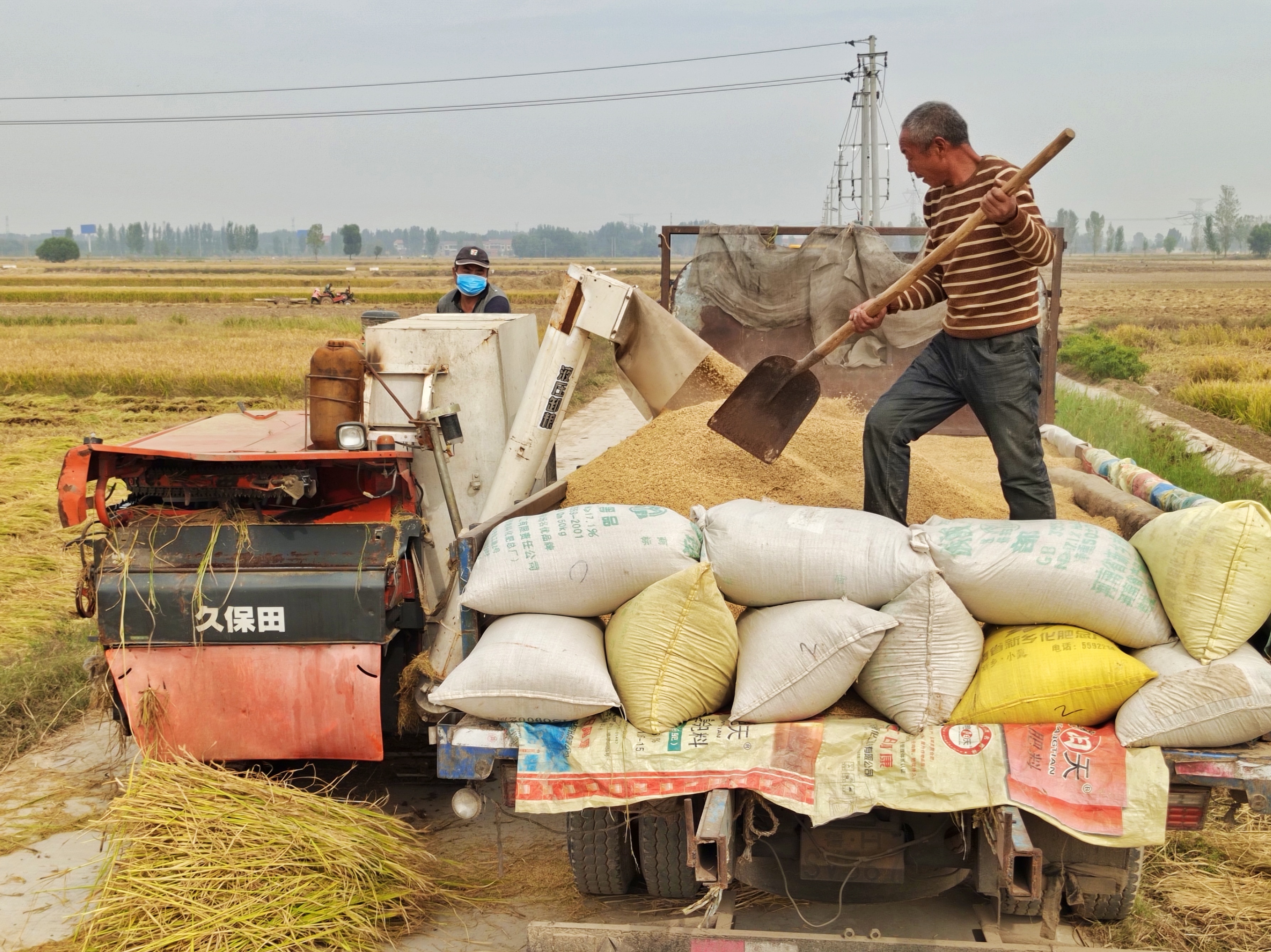 稻花飘香|【段双奇摄影作品】深秋时节看稻花飘香