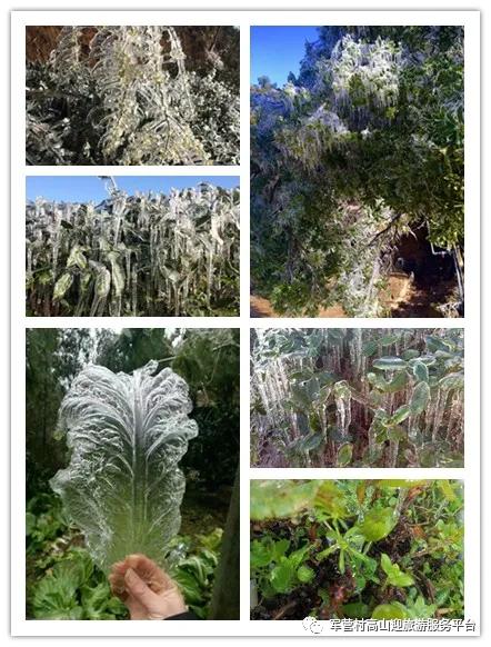 �Ѿ�����ˣ�����ѩ����Զ������Ӫ���һ���������Լ���ѩ��