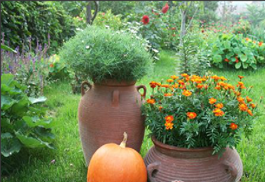 低成本打造高颜值农庄景观