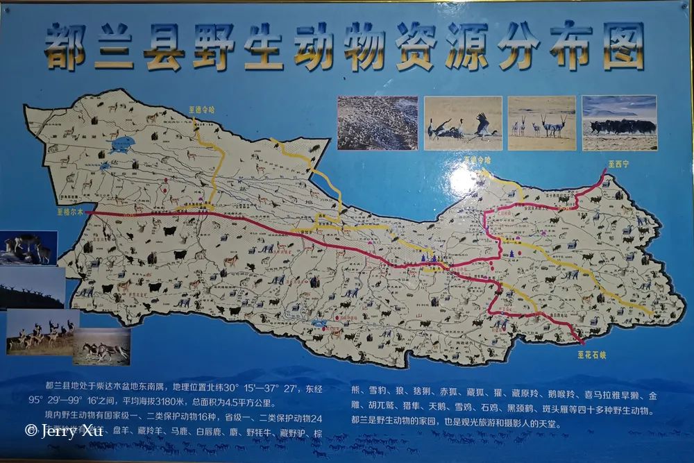 第三极的馈赠：青海都兰野生动物摄影团凯旋大丰收