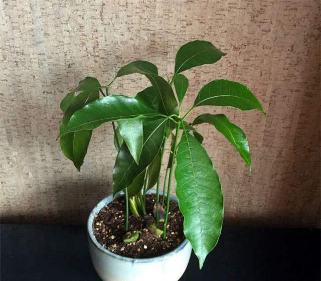 芒果核怎么变成小盆栽，催芽这一步最重要，不然埋土里不生根