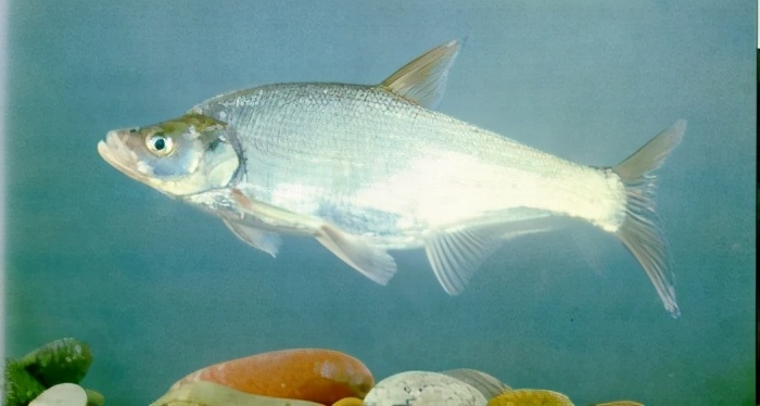 nigrocaudayih et woo93黑尾近红鲌鲤科(麻尖)▼ancherythroculter