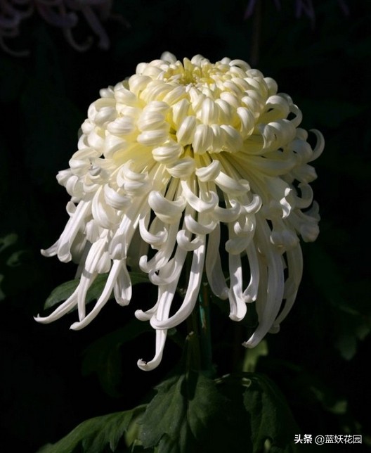 Chrysanthemums always grow tall and fall down as soon as they bloom