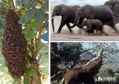 奇特动物趣闻：体型相差几千万倍，大象听到蜂声，10秒内会逃走-第2张图片-大千世界