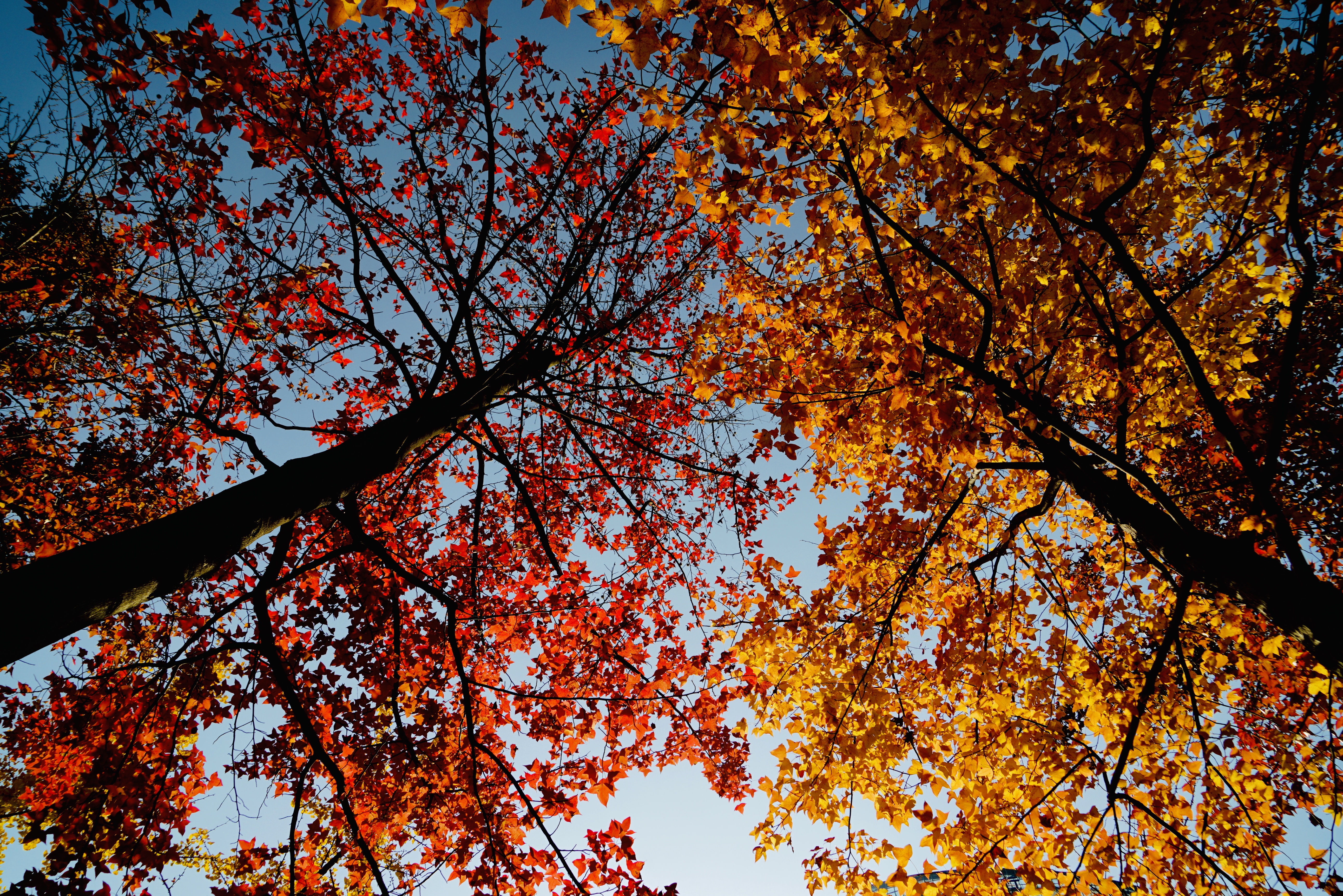 浙江5个赏秋好去处，每一眼都是风景如画，挑一处去邂逅秋天吧