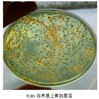 「微前沿」南美白对虾弧菌病系列之病原弧菌种类