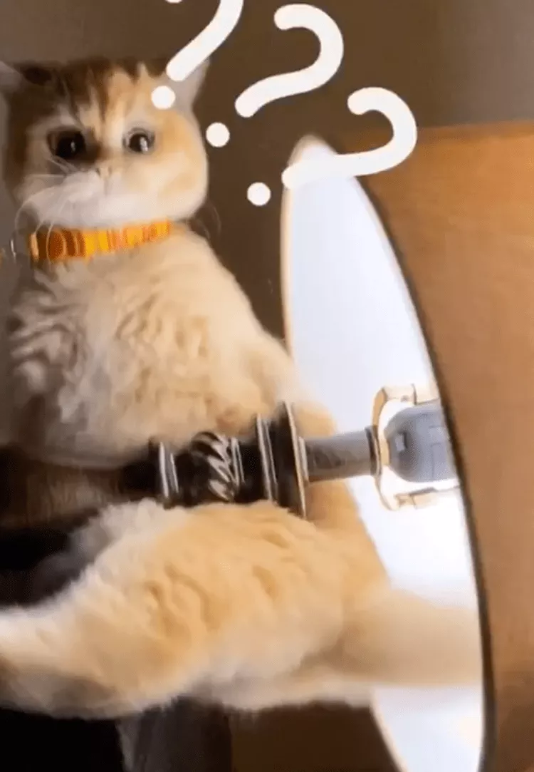 猫咪:抖音上你的身材和实际上你的身材,简直不能太现实