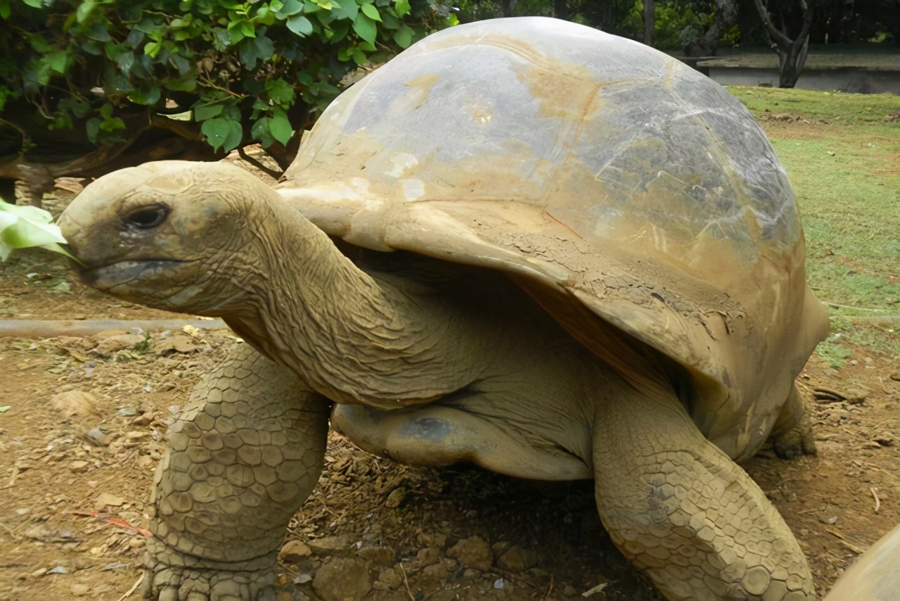 The elephant tortoise, only forgotten by time, has survived from the ...