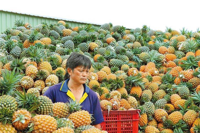 大陸對台菠蘿禁令今起生效，島內蛙聲一片，讓人想起魯迅的話