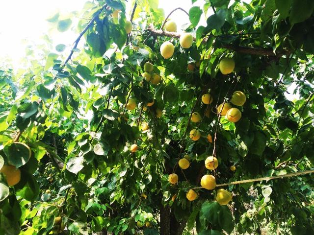 Ear is yellow, apricot ripe! United States of farm of ala of Luoyang big contain Kate apricot " apricot carry will raid "