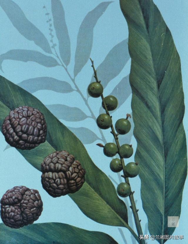 “豆蔻梢头二月初”，杜牧为何要用豆蔻形容妙龄少女？