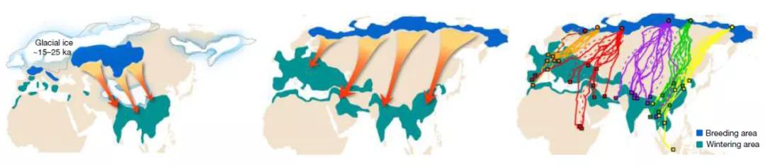 候鳥遷徙怎么飛，會迷路嗎？科學(xué)家揭秘其中關(guān)鍵基因