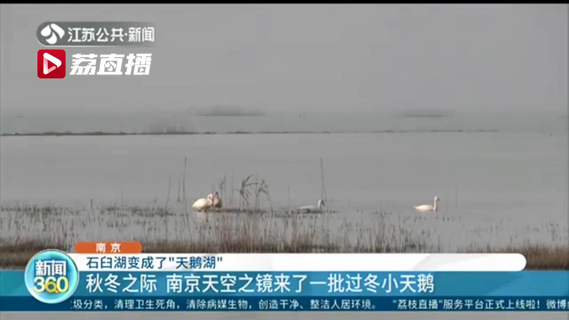 石臼■变身“天鹅湖”！南京石臼湖在秋冬之际迎来一批过冬小天鹅