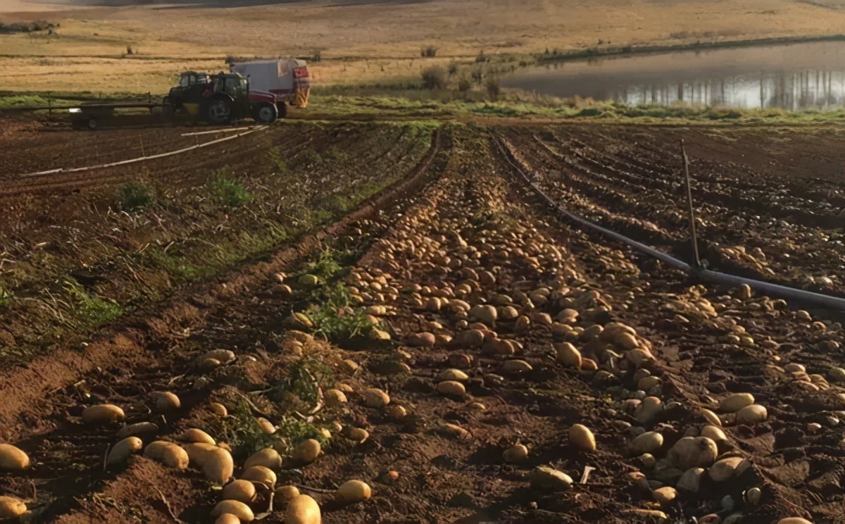 �與世隔絕�的澳大利亞：沒有海外勞工來摘果，農作物成噸腐爛