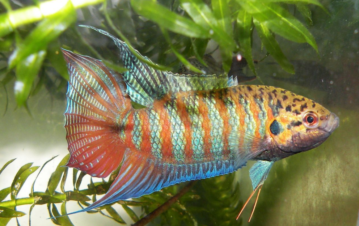 中国斗鱼的养育