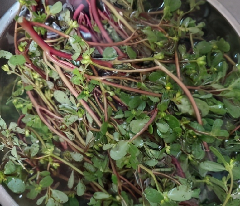 天热，这3种野菜要多吃，比买的蔬菜营养还高，清肠消暑还补钙