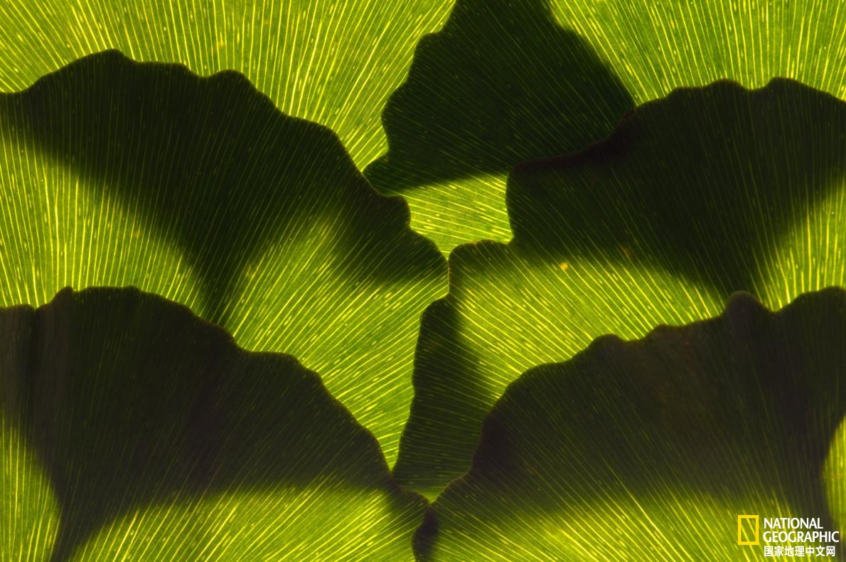 幾近滅絕的銀杏為何能延續至今？