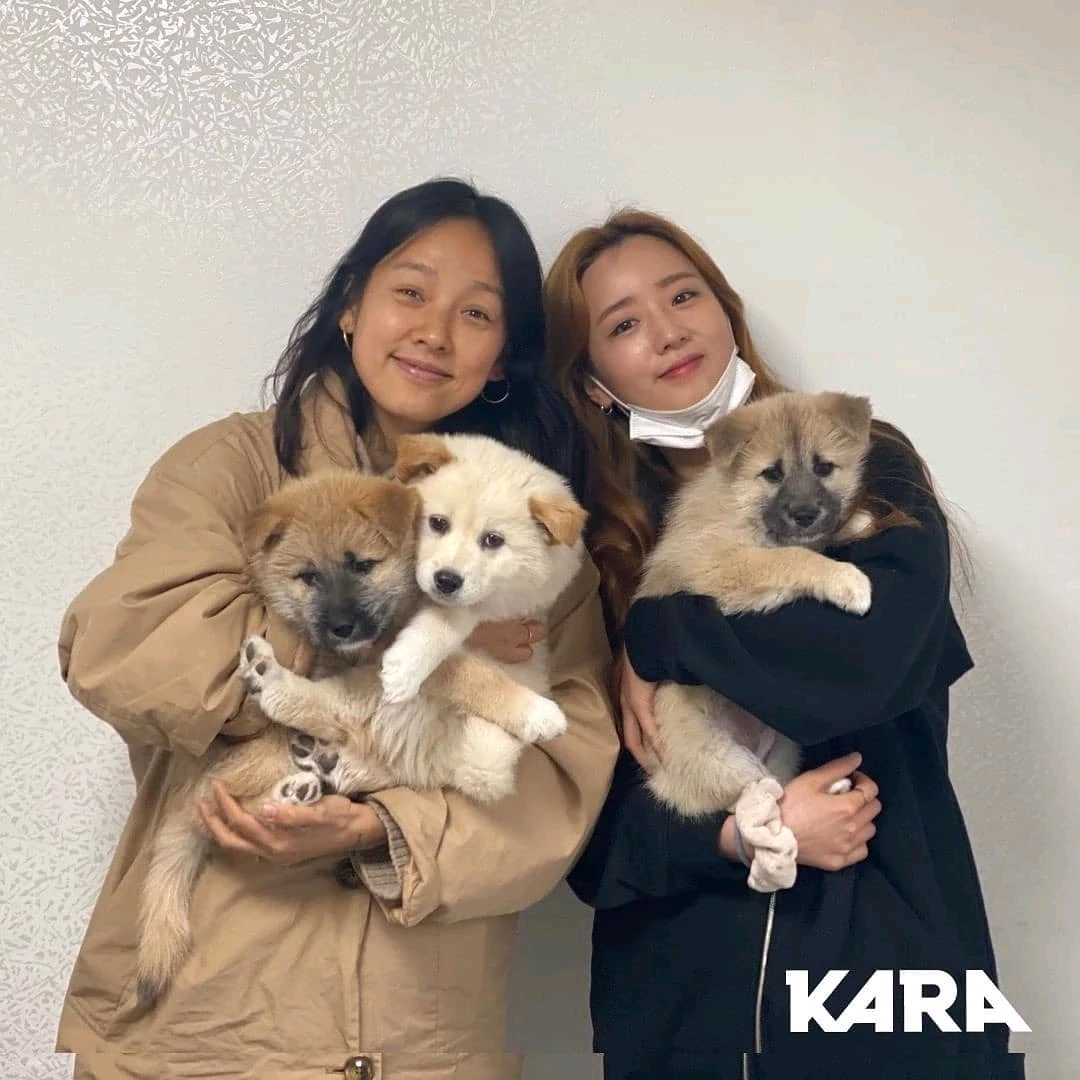 金希澈發言被遺棄動物協會批評：這樣做是把流浪狗趕到死角地帶