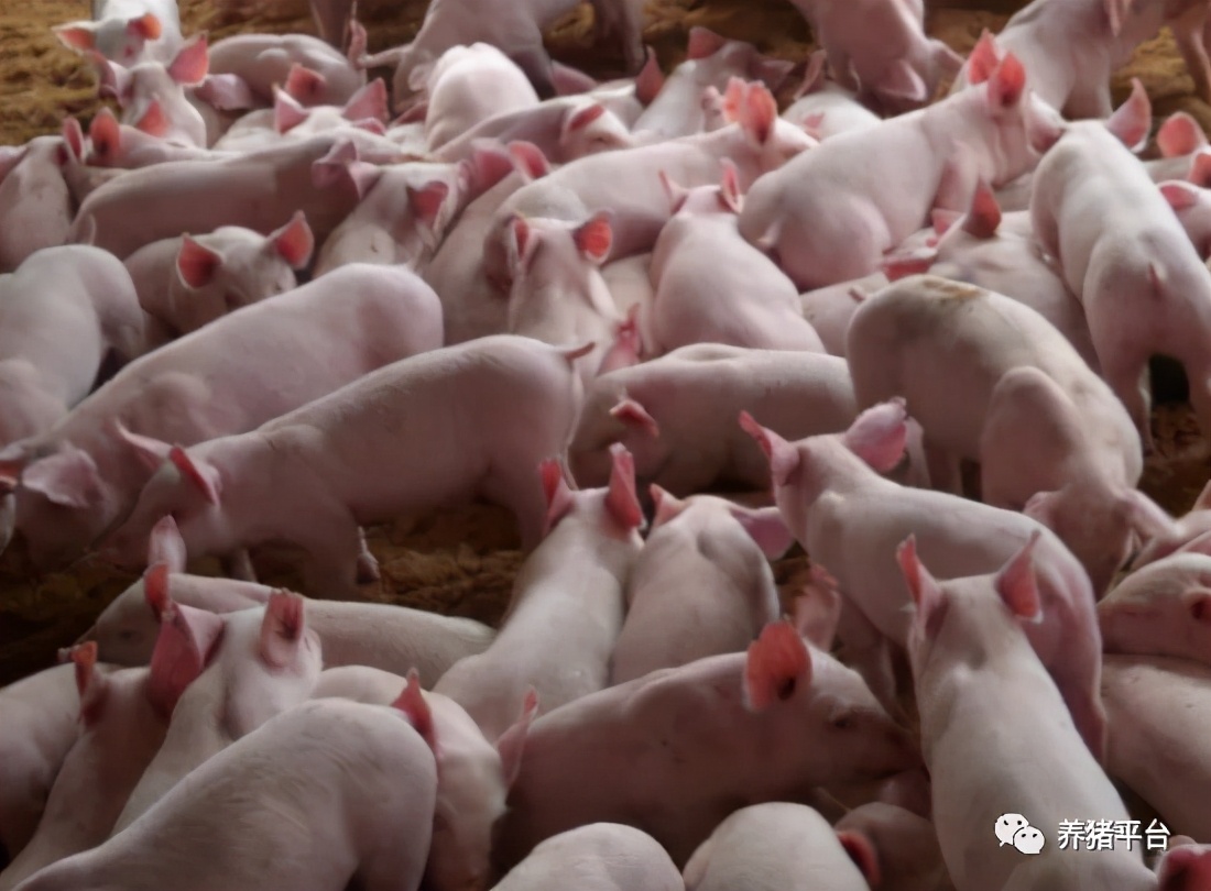 提高猪群健康度是远离非瘟的强大盾牌更是猪场赚钱的根本