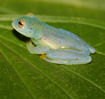 透過皮膚一眼就能看到內髒，這6種透明生物毫無隱私可言