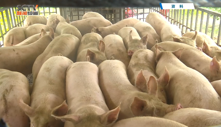 农业农村部：四川宁南县查获外省违规调运生猪中排查出非洲猪瘟疫情