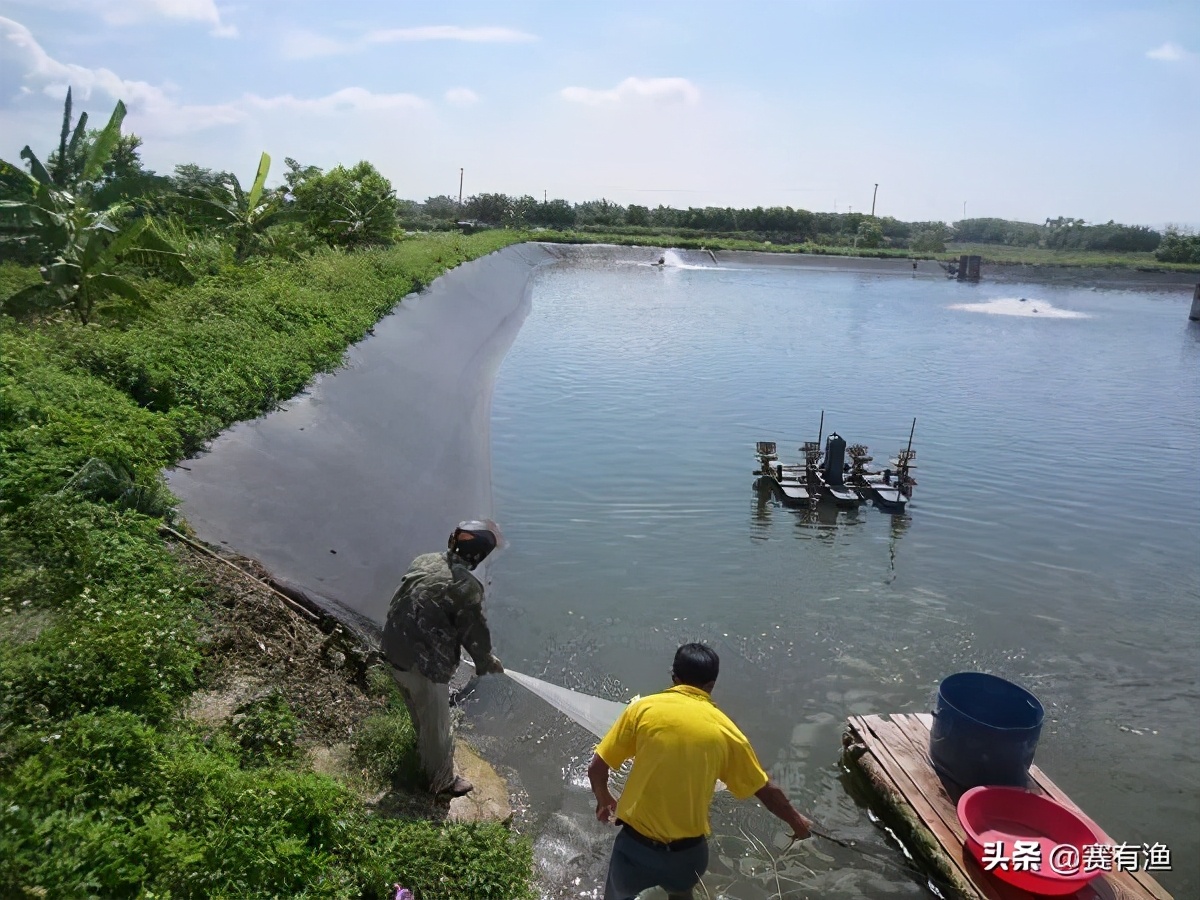 大棚養蝦60天左右死亡怎麼辦如何安全度過高發病期