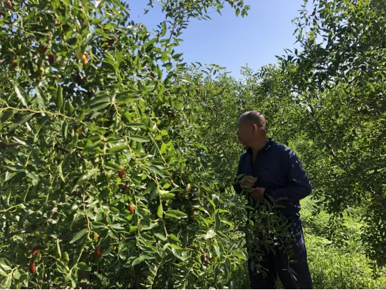 牢记初心使命 争取更大光荣丨致富要趁“枣”！村民的凡尔赛式烦恼“太红了”