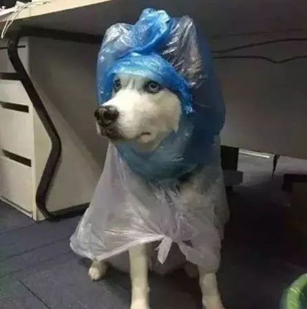 秋季给狗洗澡，这些常见误区，你还在犯吗？