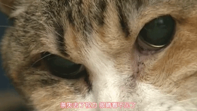 豆瓣9.0，风靡岛国十年，国民女神集体为它沦陷