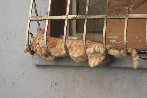 貓咪睡姿大賞：睡在烤爐上，掛在欄桿上，請問能睡出點貓樣嗎