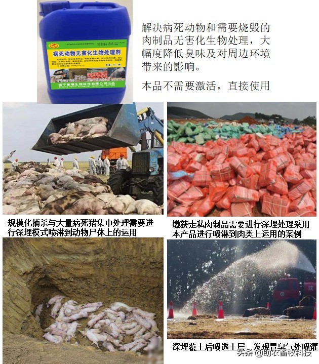 养殖场短时间处理较多病死动物如何低成本且不污染环境？