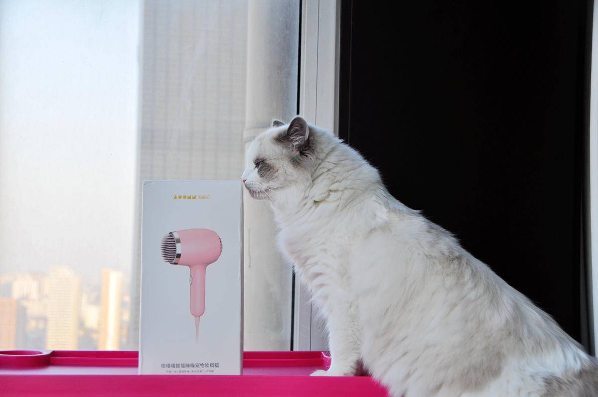 呵护宠物从吹梳开始，嗷喵喵智能宠物吹风梳体验
