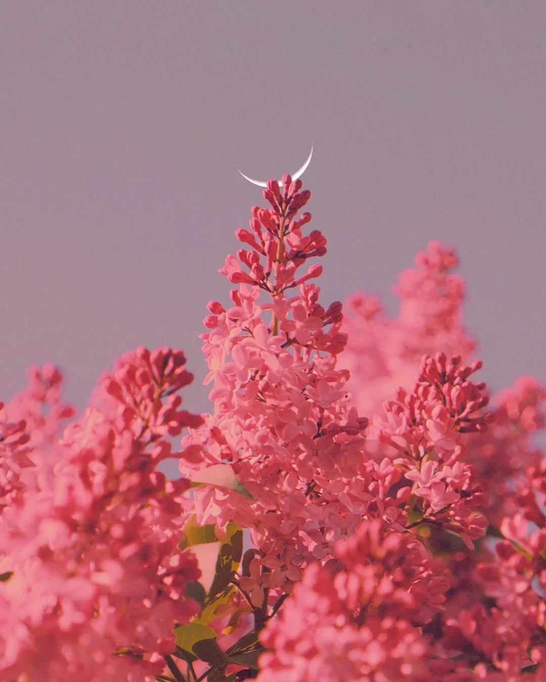 花與雲與月