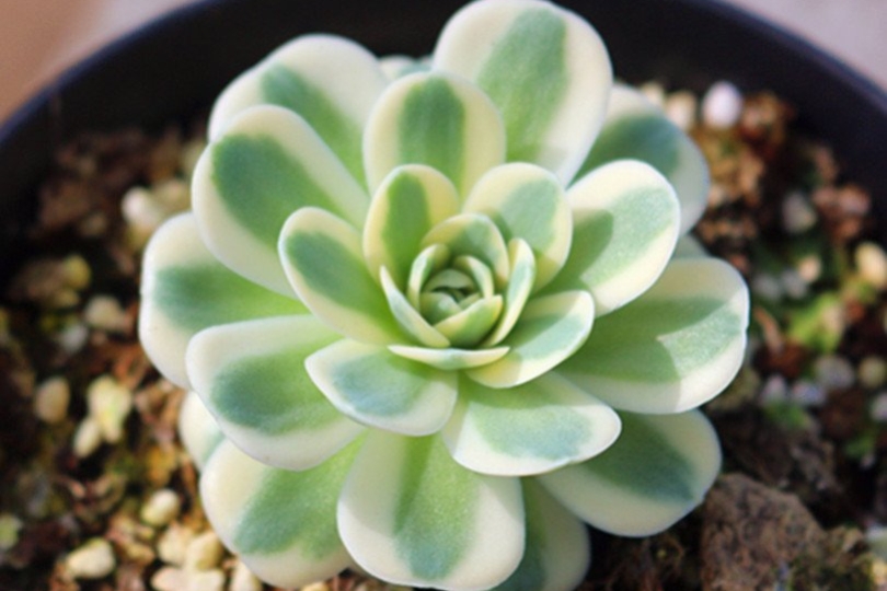 瓦松属多肉有 三美 凤凰 富士 青凤凰 养出状态凤凰于飞 资讯咖