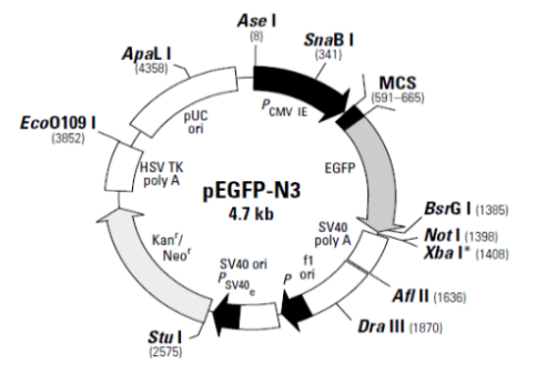 入门级！6种常见报告基因介绍——GFP、hGH和SEAP