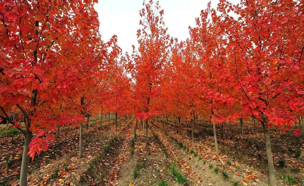 同樣是紅楓，日本紅楓、美國紅楓、中國紅楓到底有何不同？