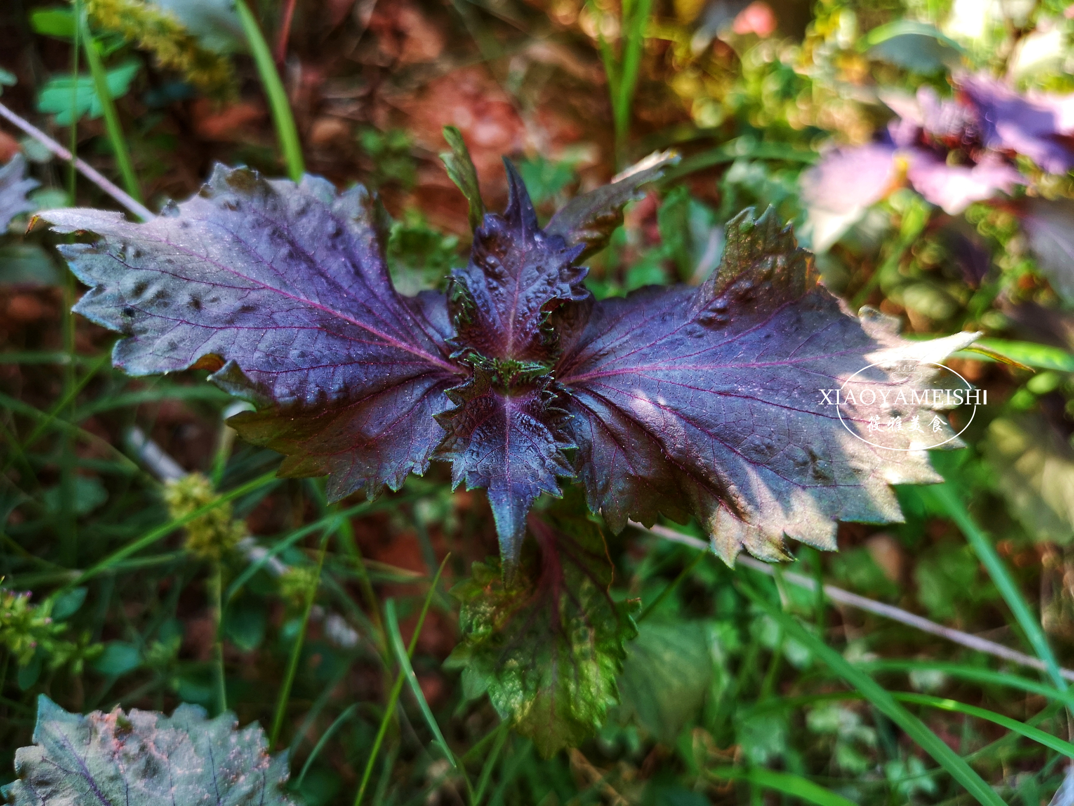 買紫蘇 別以為顏色越紫就越香 許多人誤會了 難怪買回家不夠香 筱雅美食 Mdeditor