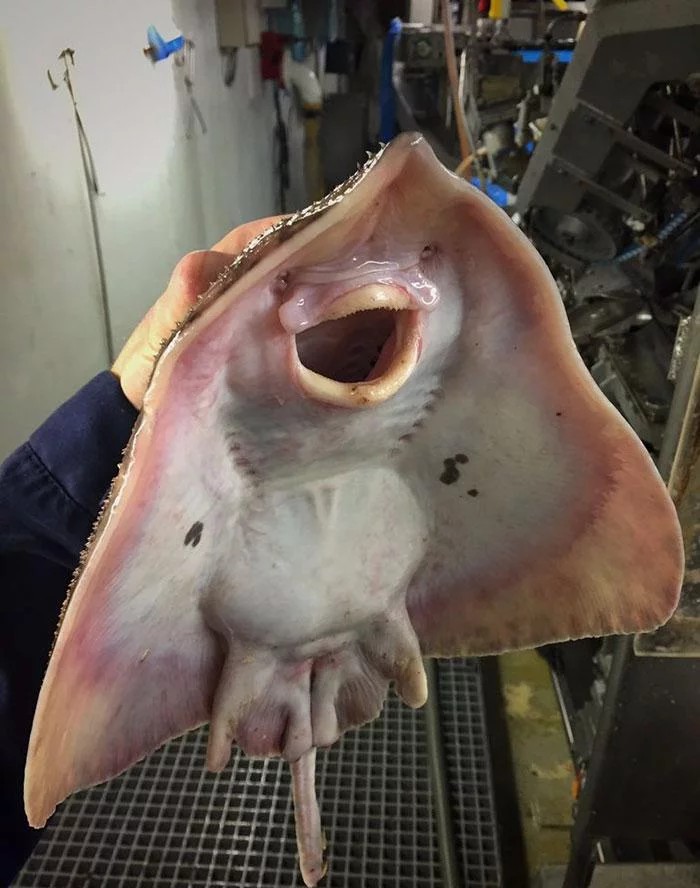 万米深海下的鱼到底有多恐怖，这已经不是鱼了