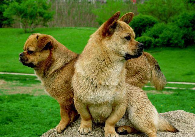 旺家的狗狗一般有这6个“特点”，你家狗中了几个？