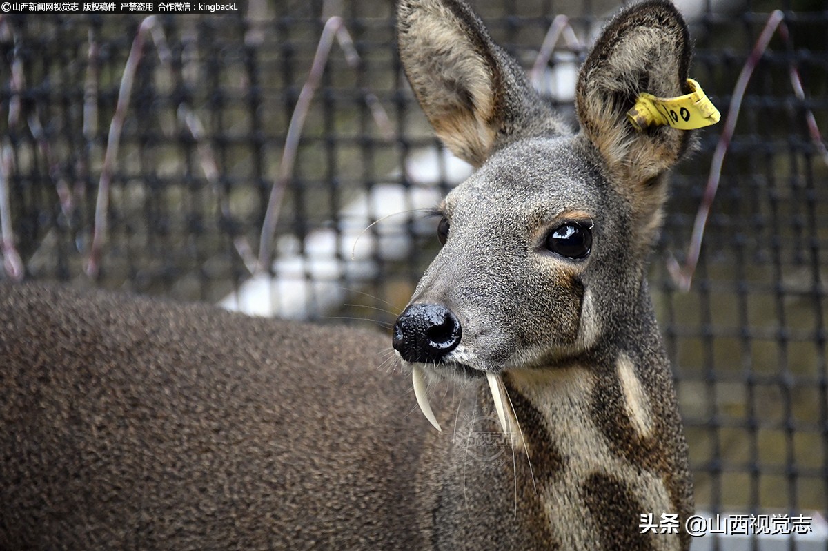 麝,又称为麝獐,香獐,种类少,麝的前肢短,后肢长,蹄小耳大,雌雄都无角