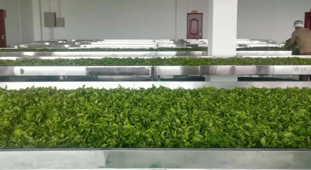重要通知:堪稱瑰麗精紅的首款莊園級古樹紅茶火熱搶購啦